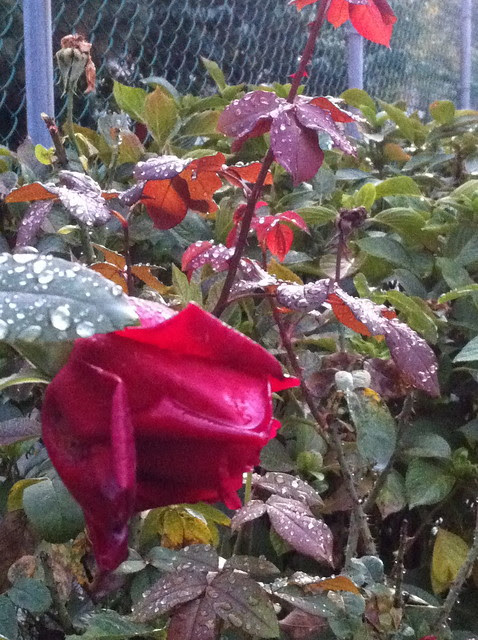 Storm Scene: the Nor'easter in Manhattan