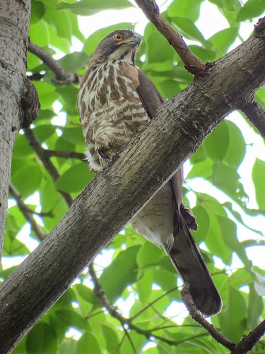 鳳頭蒼鷹/無限台南