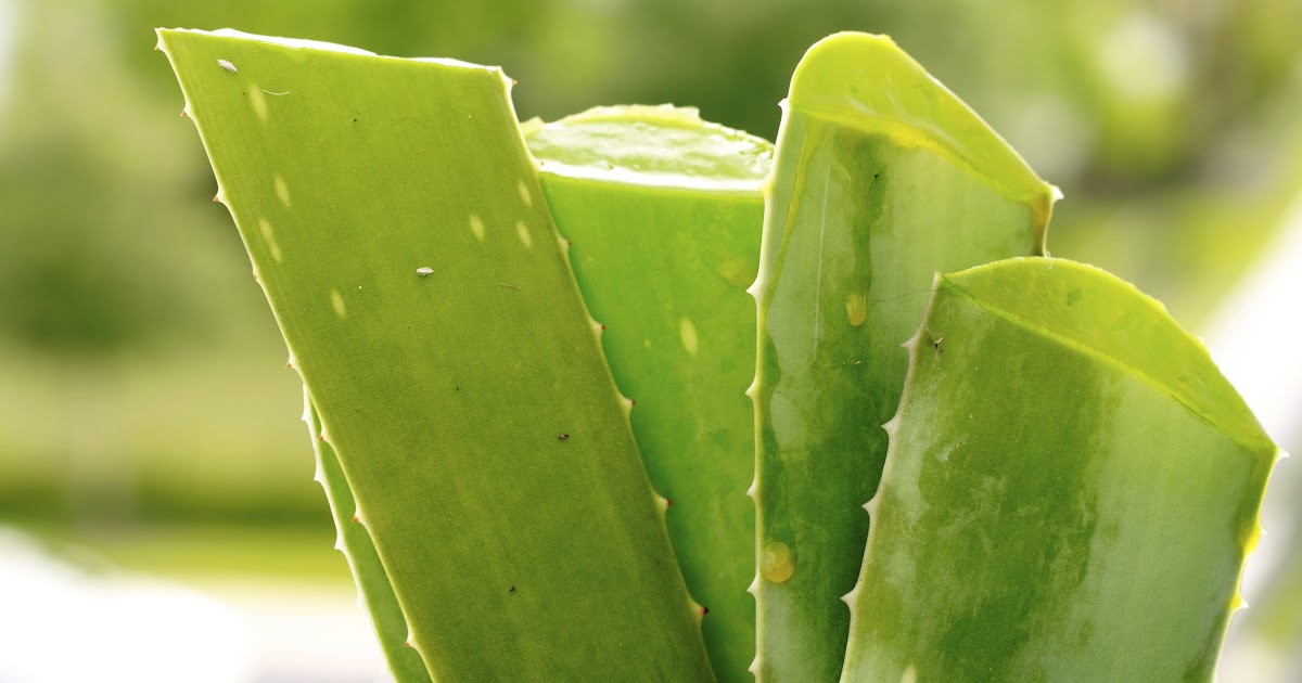 How To Cut Aloe Vera Off The Plant Plantă Blog