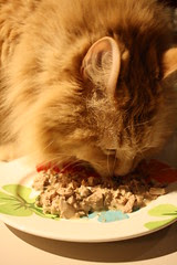 Jasper's stinky goodness cake