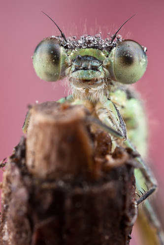 2010 Damselfly Portrait #22