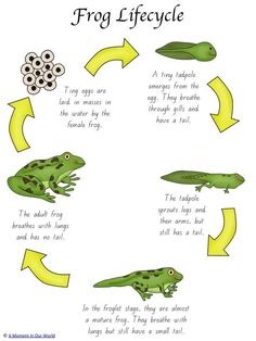 Sloth Life Cycle Diagram For Kids - Diagram Media