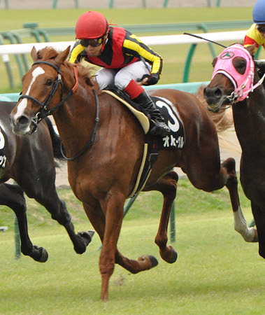 立派な 競馬 画像 かっこいい 画像ブログ