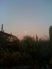 Moon over cacti