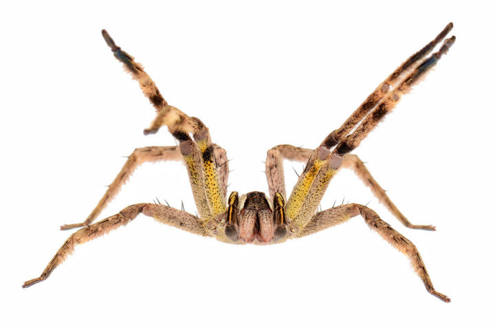 10 most dangerous spiders in the world 11