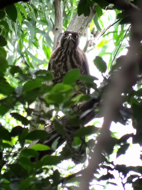 鳳頭蒼鷹/無限台南