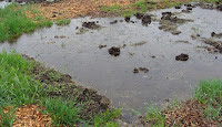 Root bed, 28 April