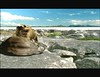 Comadruña mató Escrufa Scrofa killed by Gryken