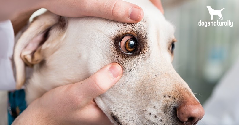 My Puppies Eyes Are Red : My dog's eye is swollen and red for several