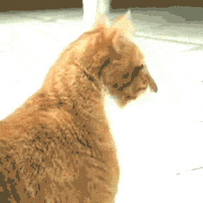 Gifs