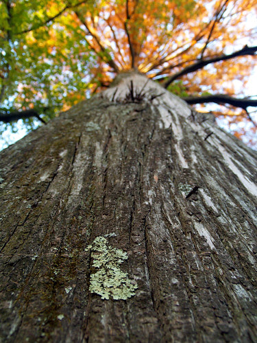 Cypress