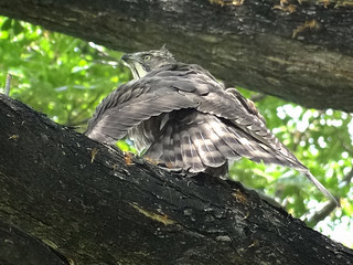 鳳頭蒼鷹/無限台南