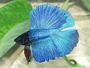 double_tail double_tail