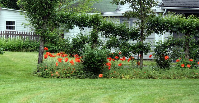Poppies