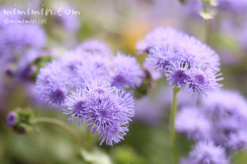 美しい花の画像 上ノアザミ 花 言葉