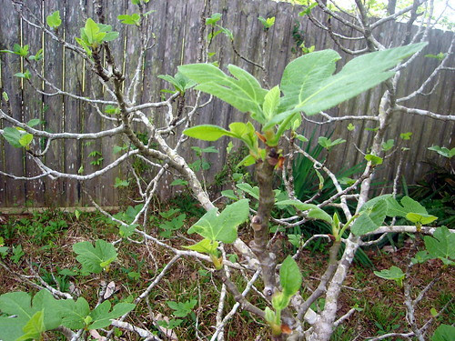 Bigger Figs Leaves