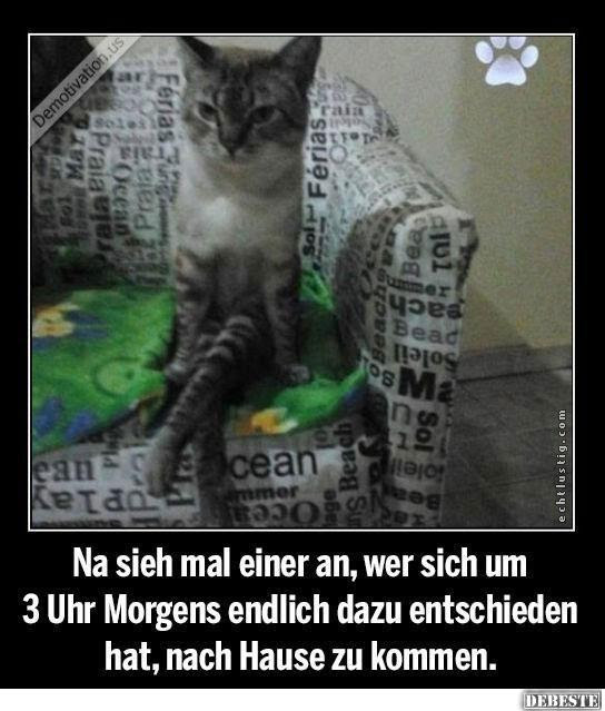 Witzige Katzen Zitate wunderschöne zitate über das leben