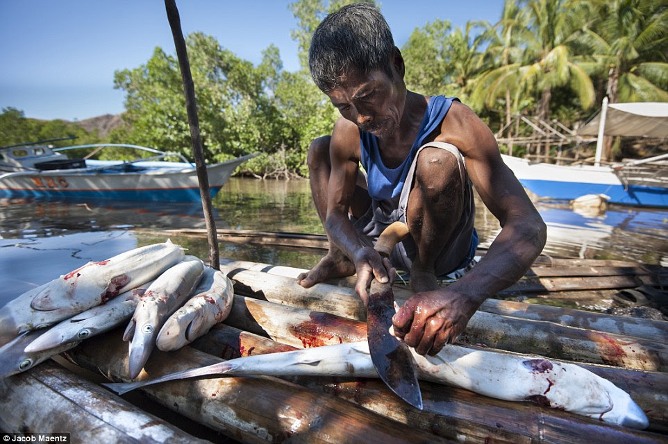 A lot of the seafood caught is packaged and sent off to Coron town where it will be sent to Manila or other cities. Pictured is a Tagbanua man cleaning his shark catch