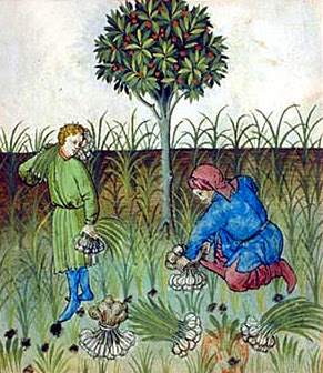 Harvesting garlic