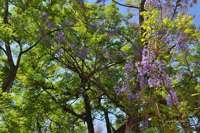 Jacarandá VIII - Jacaranda mimosifolia