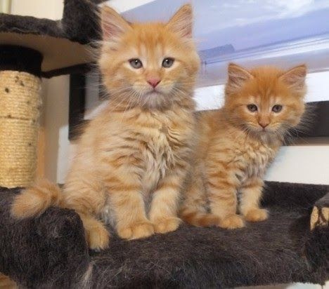 Kittens For Sale Near Me Facebook