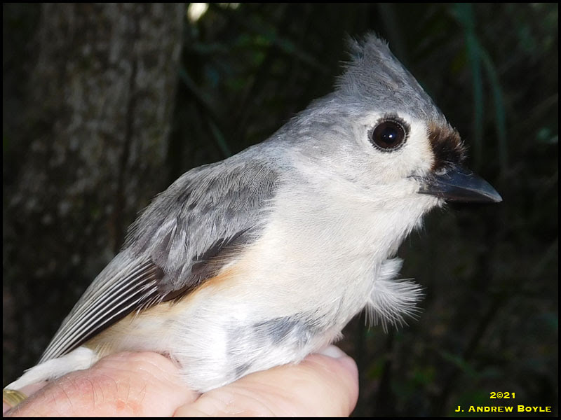 Tufted Titmouse Tufted Titmouse