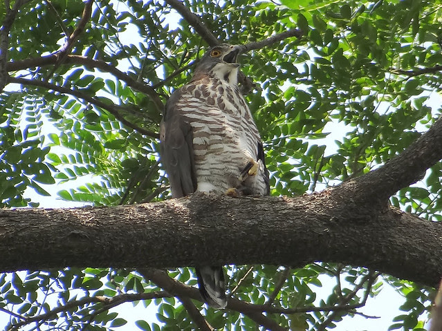 鳳頭蒼鷹/無限台南
