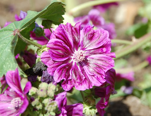 mallow