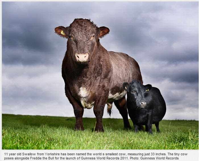 Guinness World Records 2011 (10 pics) Guinness World Records 2011 (10 pics)
