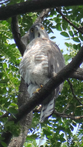 鳳頭蒼鷹/無限台南