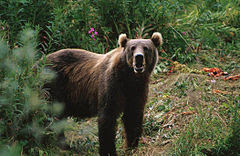 Kodiak Brown Bear