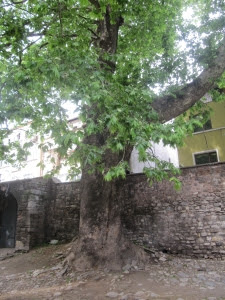 Plátano de la iglesia de San Jorge