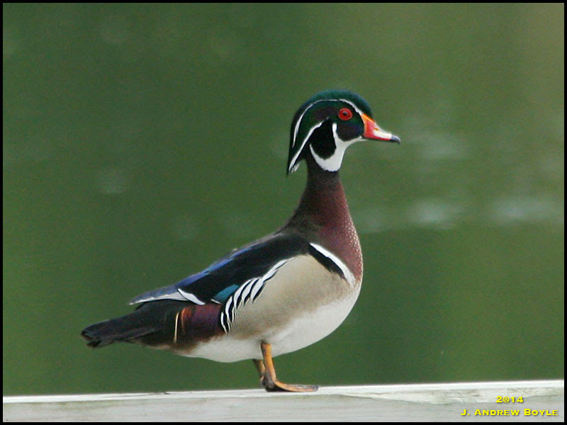 Wood Duck Wood Duck
