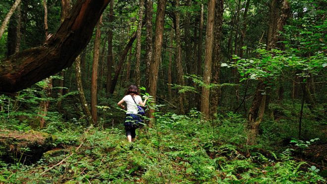 Resultado de imagen para el bosque de aokigahara