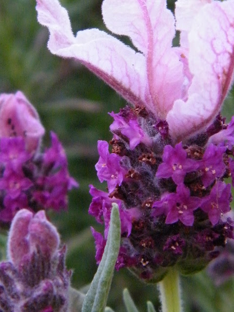 DSCF4323