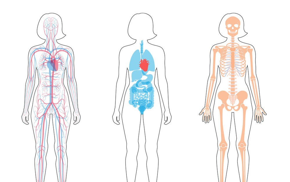 Woman Body Diagram / Female Human Internal Organs Vector Images Over 2 300