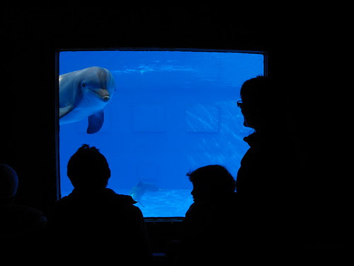 Dofí Zoo Barcelona