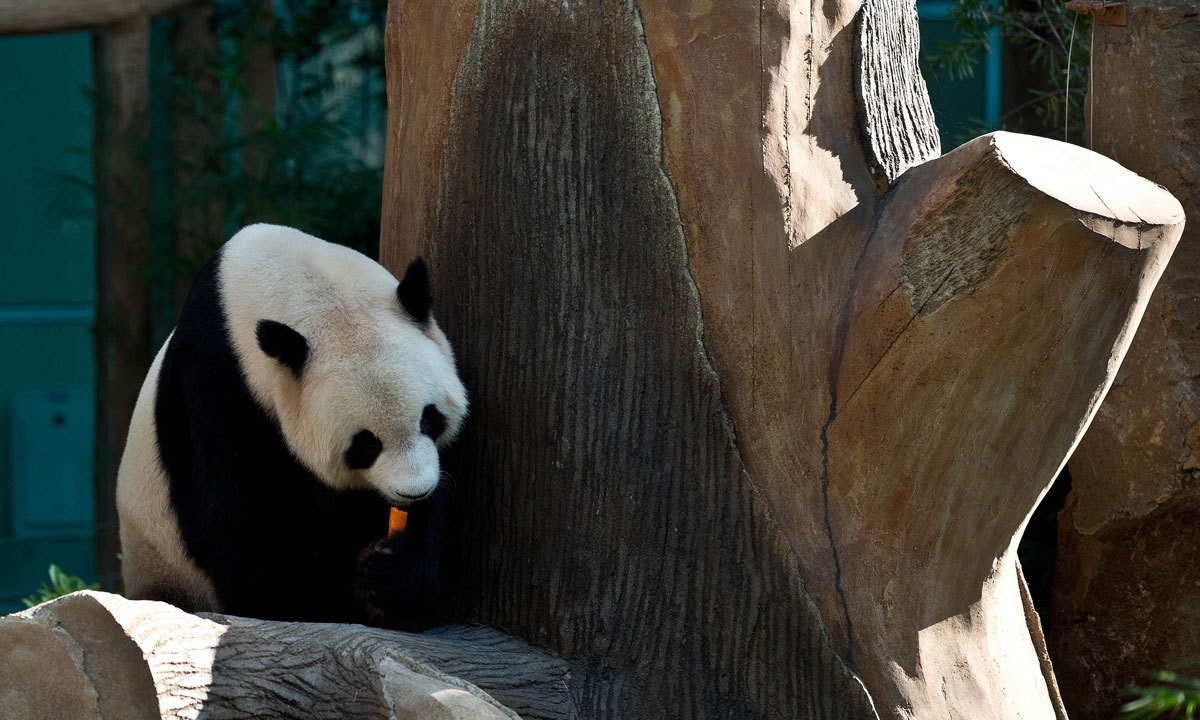 est100 一些攝影(some photos) Preening Panda, in Kuala Lumpur, Malaysia. 自負的熊貓