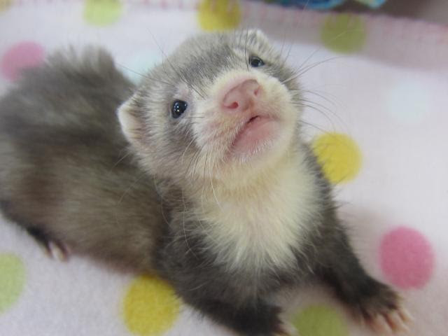 最高の動物画像 無料ダウンロード可愛い フェレット