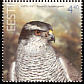 Northern Goshawk Accipiter gentilis Northern Goshawk Accipiter gentilis