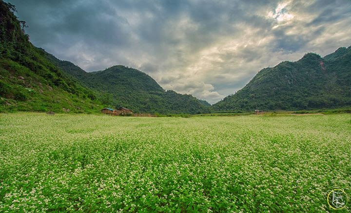 Cung phượt ngắm hoa tam giác mạch chỉ cách Hà Nội 180km - ảnh 6 Hình ảnh Cung phượt ngắm hoa tam giác mạch chỉ cách Hà Nội 180km số 6