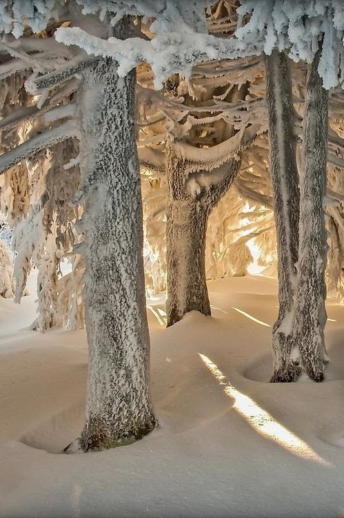 Snow Forest, Pilat, France