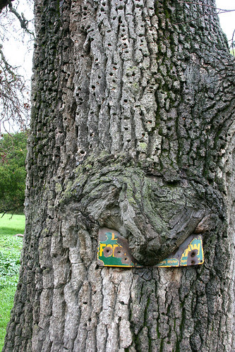 tree, eating sign