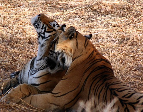 Loveplay...nuzzling each other