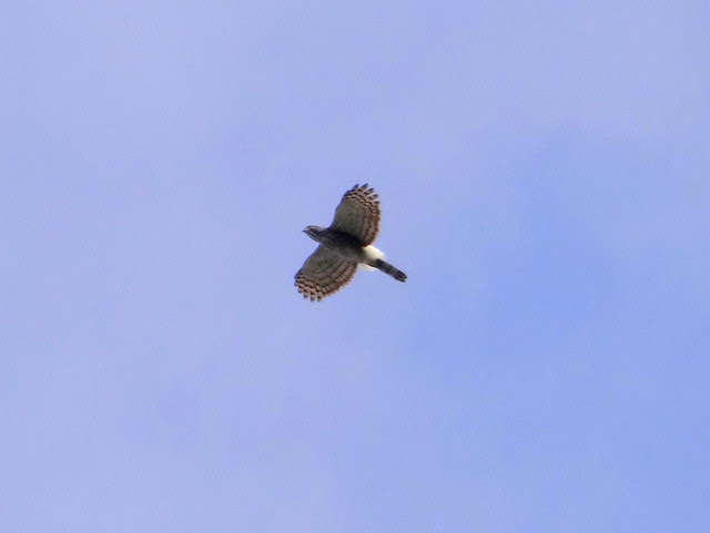 鳳頭蒼鷹/無限台南