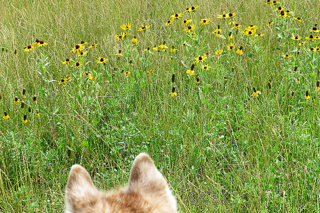 IMG_5652PrairieConeflowersBlackEyedSusans