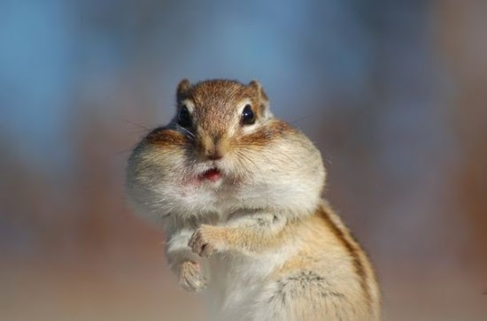 動物画像無料 トップ100 癒し 可愛い 動物 画像