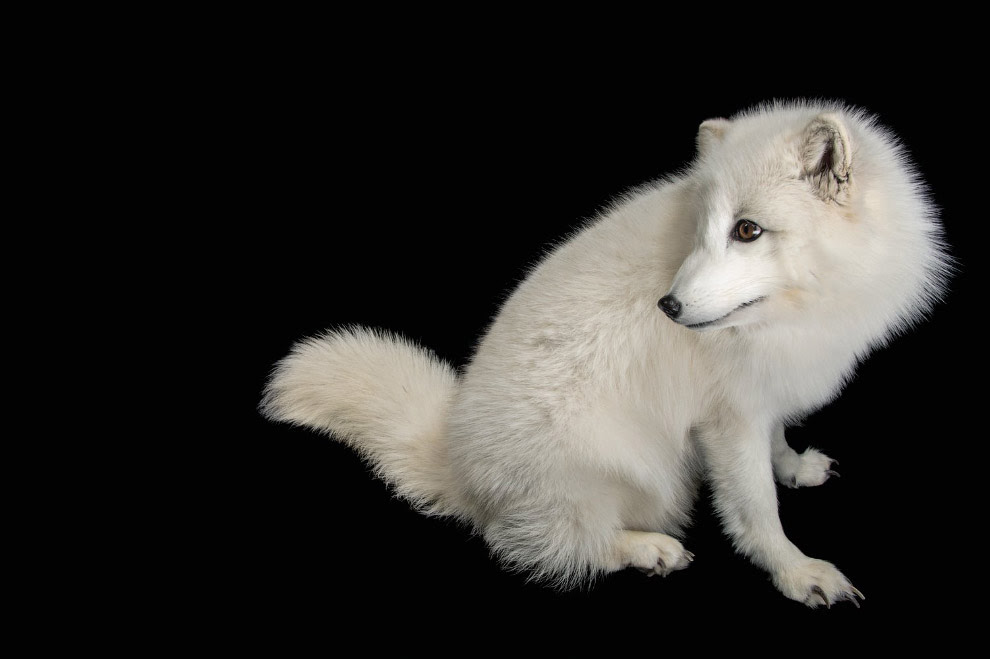 Песец, Vulpes lagopus (вызывающие наименьшие опасения, LC):