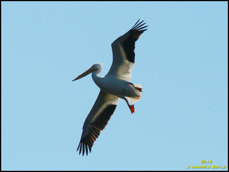 American White Pelican American White Pelican
