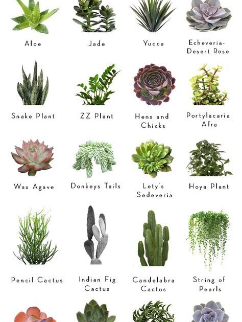 Desert Plants List With Pictures - Plants BP